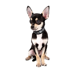 Cool Halsband till din hund Beautiful Grey